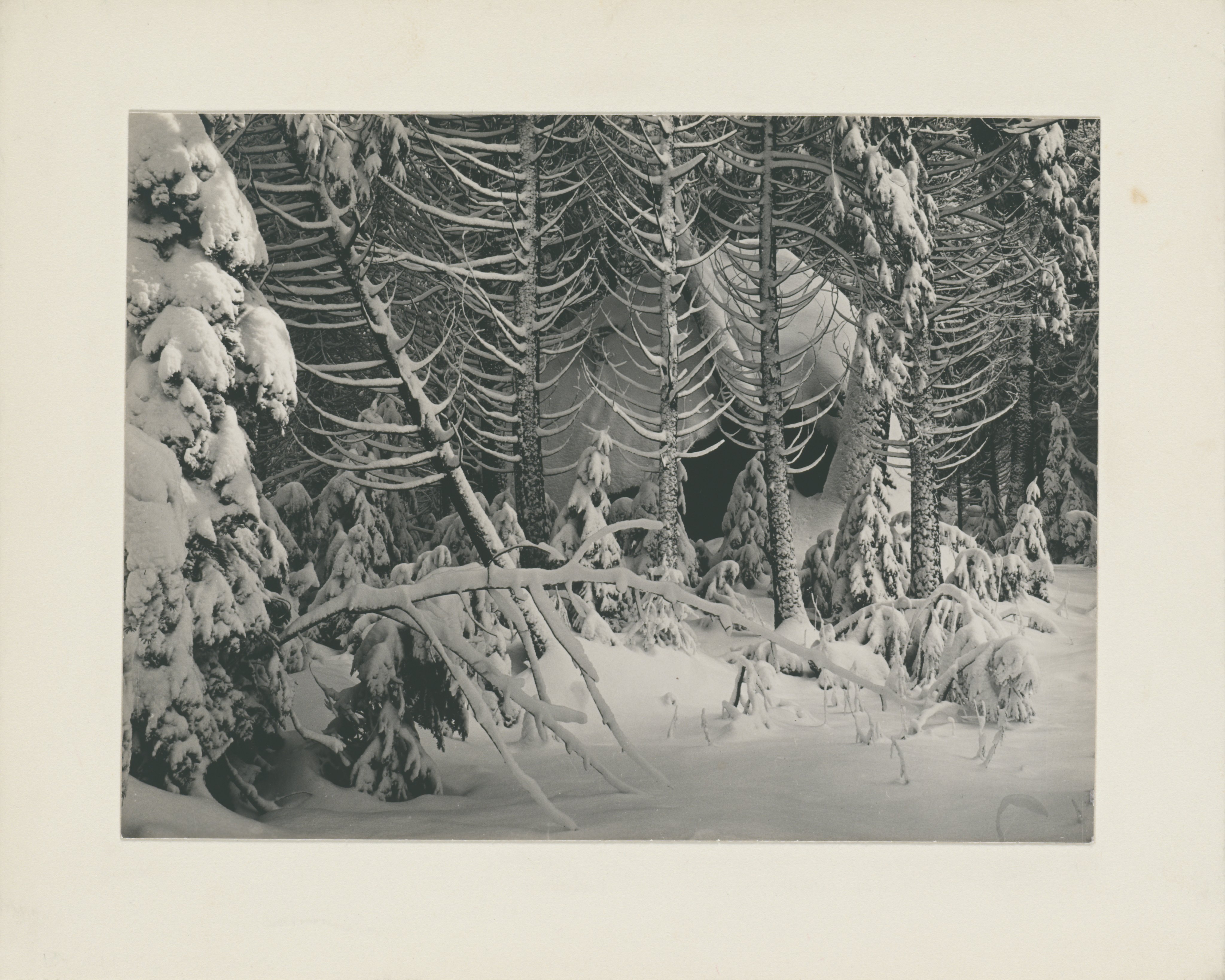 Mount — Trees in Snow, Yosemite