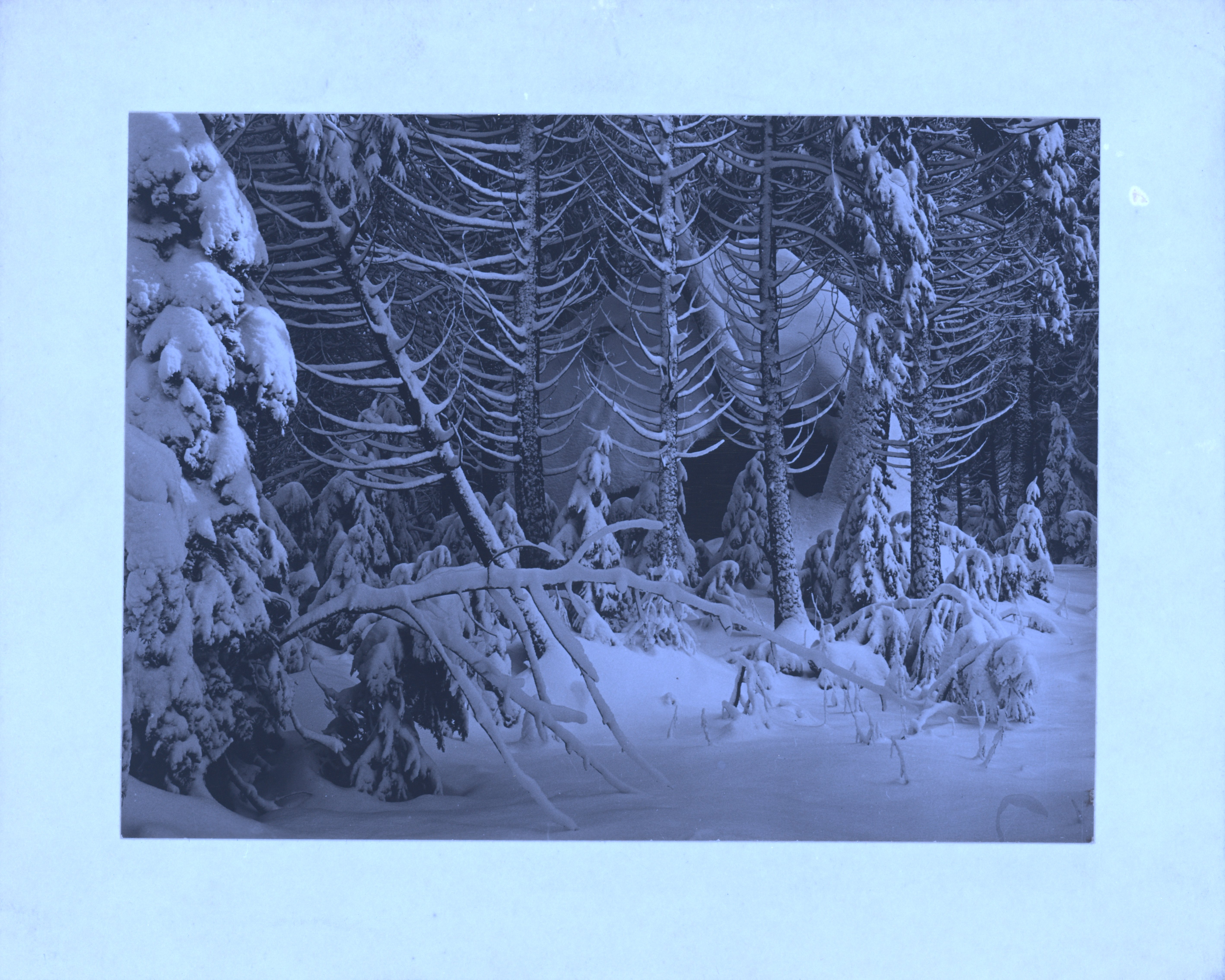 Ultraviolet — mount · Trees in Snow, Yosemite