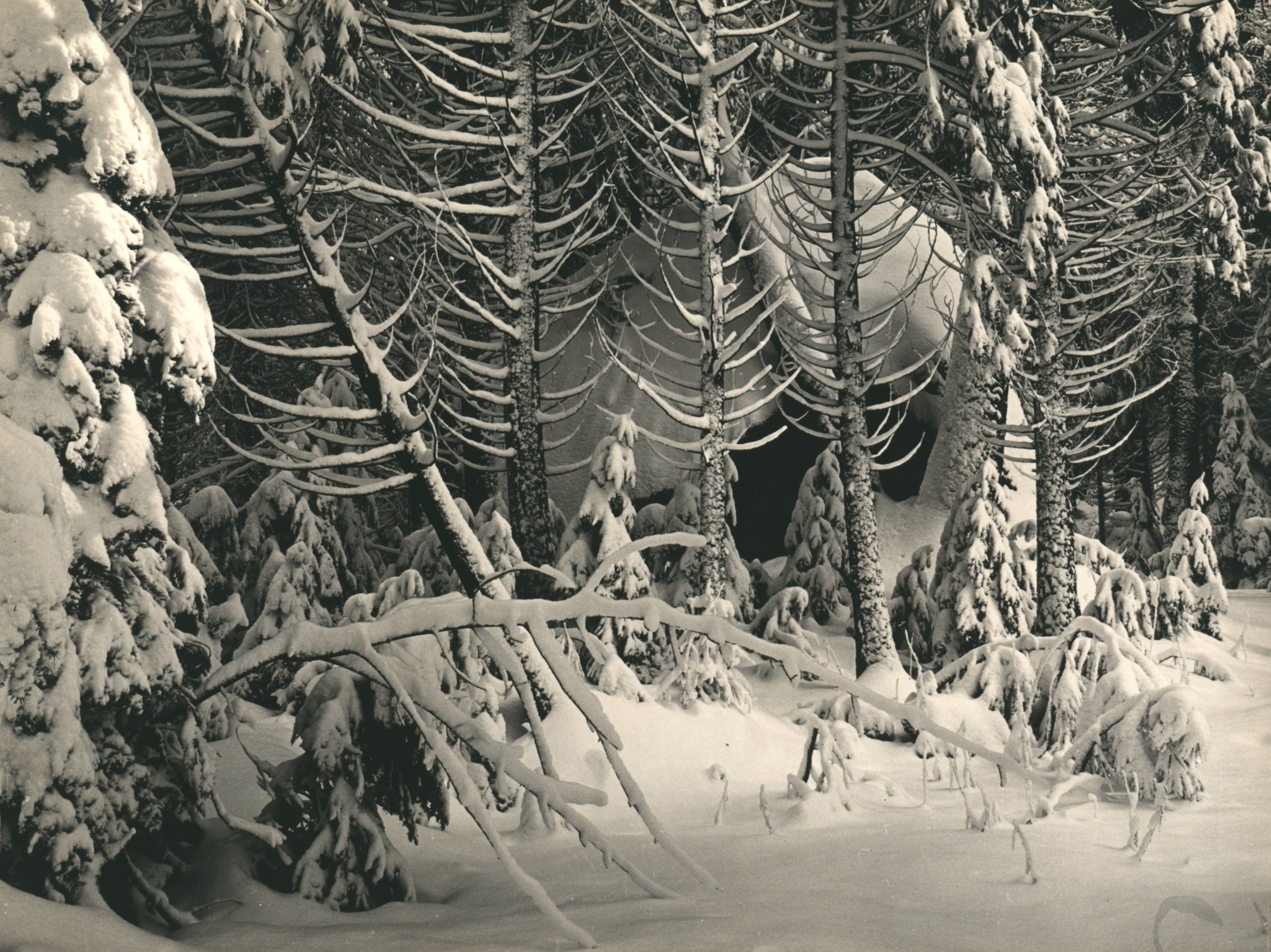 Trees in Snow, Yosemite