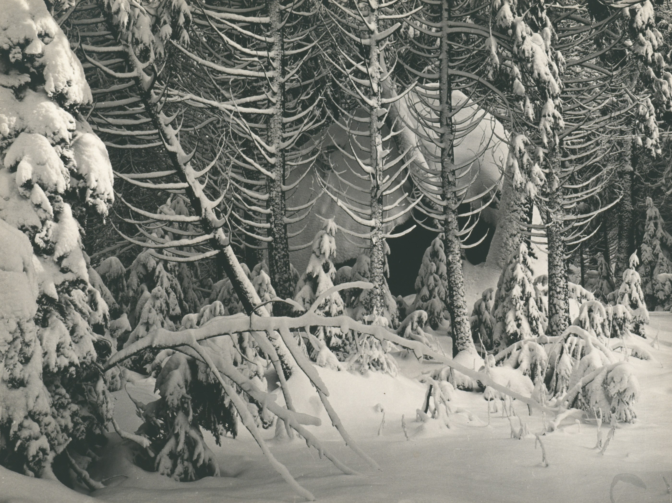 Trees in Snow, Yosemite