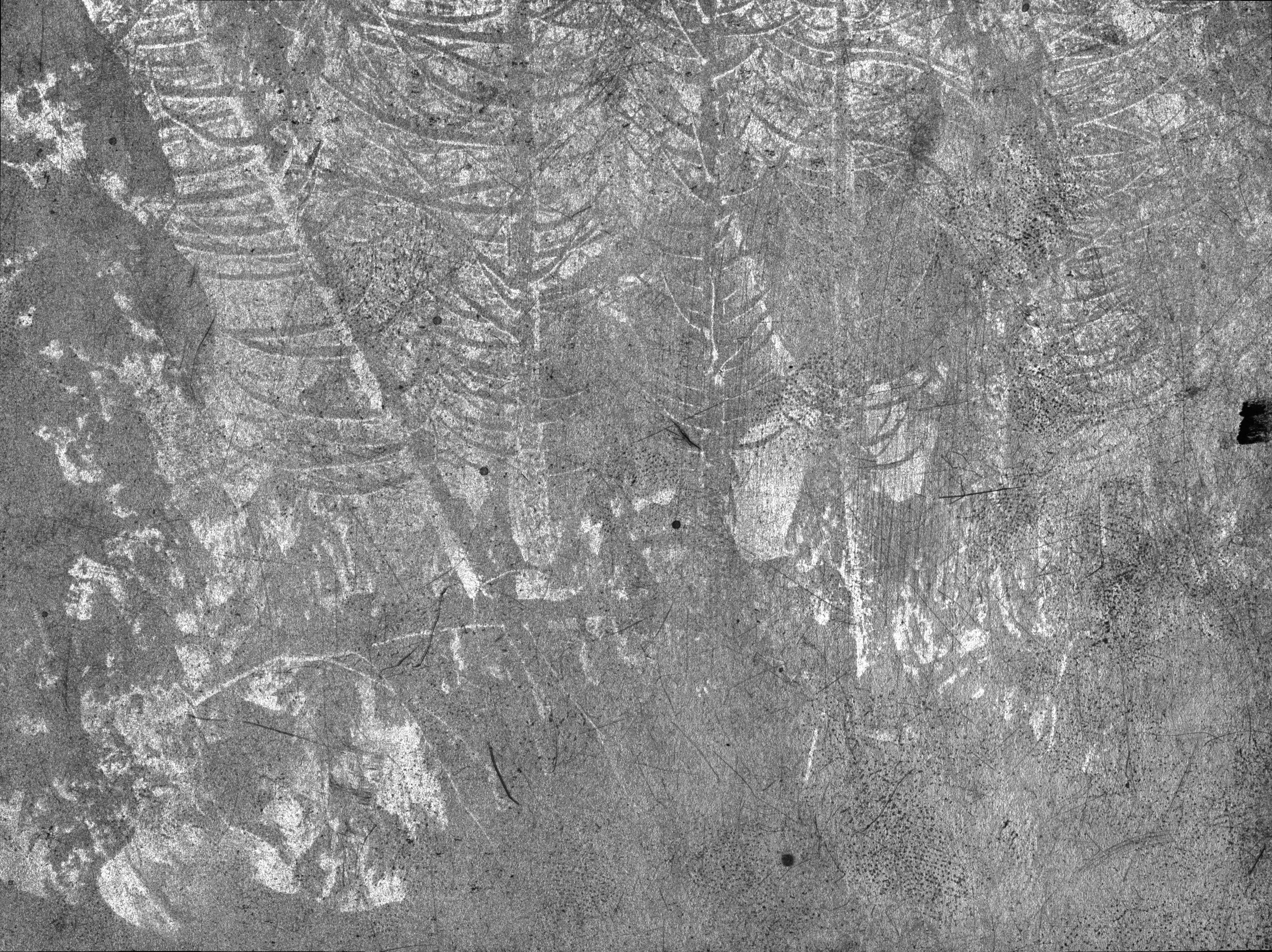 Specular gloss — Trees in Snow, Yosemite