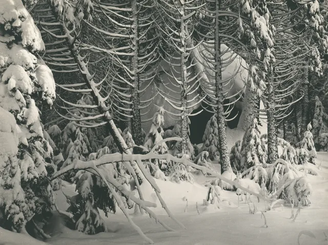 Trees in Snow, Yosemite