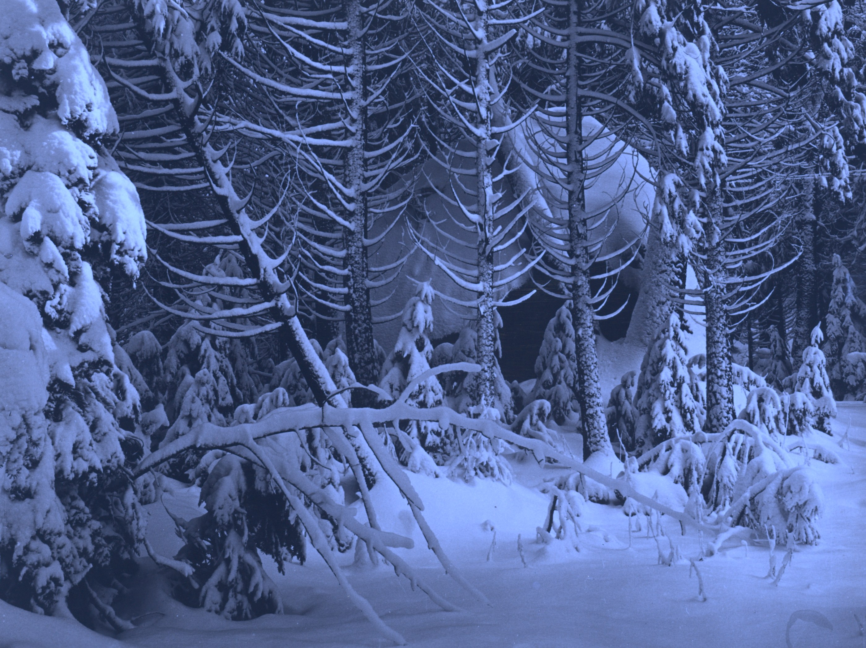 Ultraviolet-induced fluorescence — Trees in Snow, Yosemite